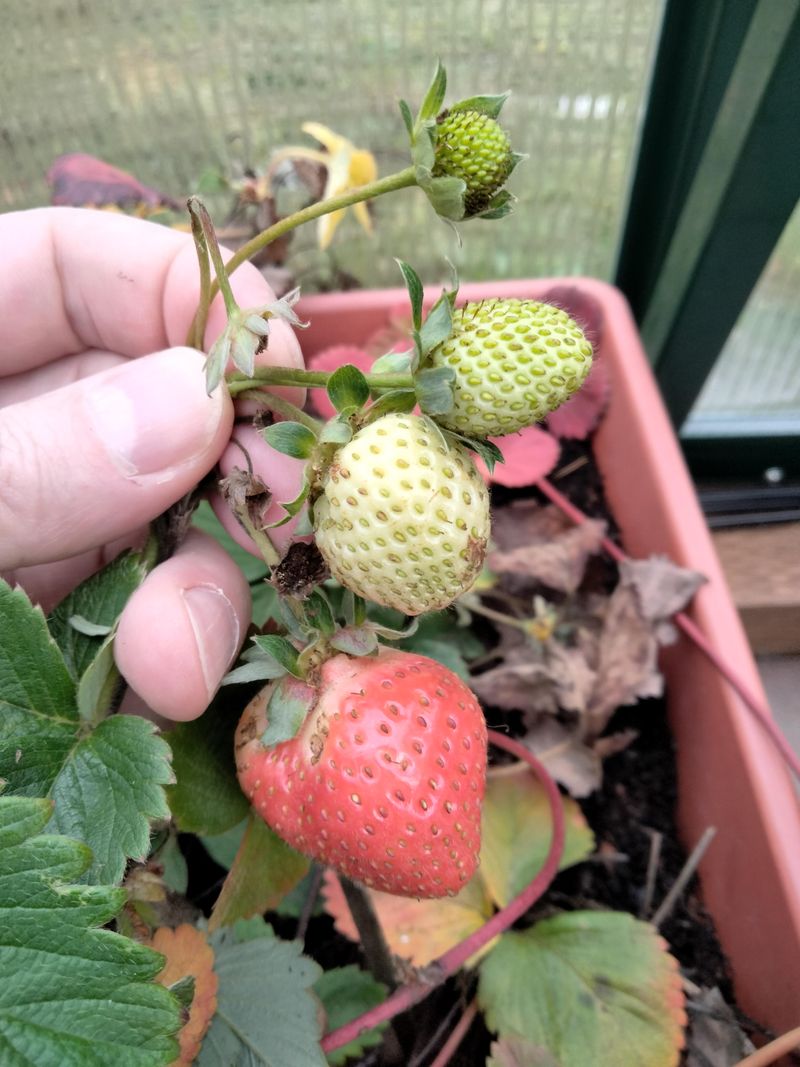 Day-Neutral Types Fruit From Fall Plantings Day-Neutral Types Fruit From Fall Plantings