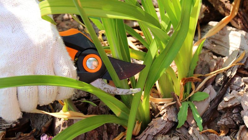 Daylilies Perform Stronger After A Fall Trim Daylilies Perform Stronger After A Fall Trim