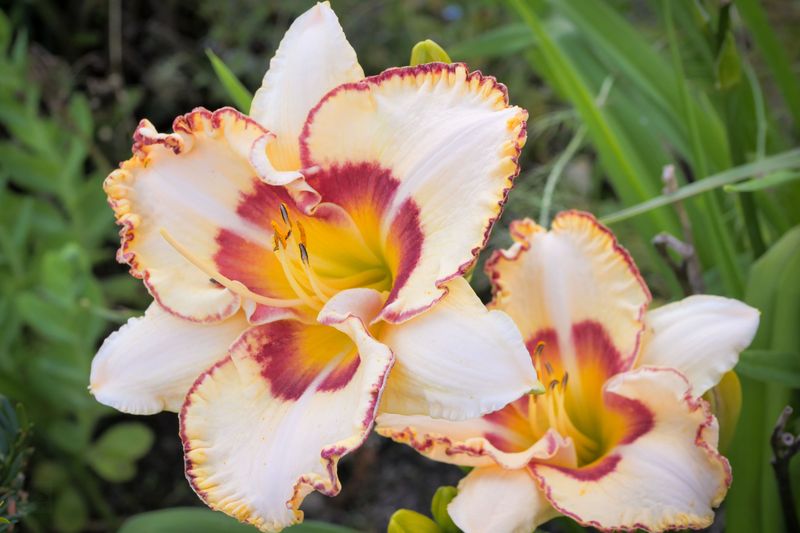 Daylily