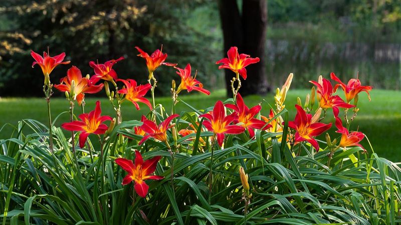 Daylily Daylily