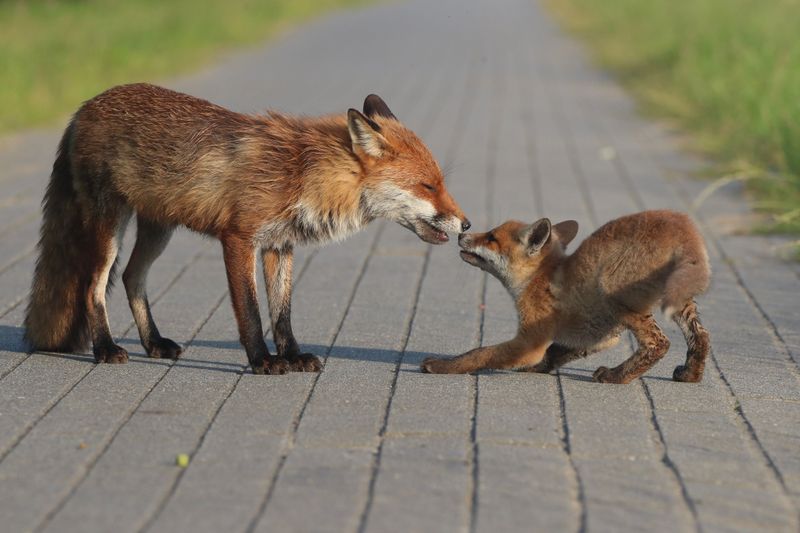 Daytime Sightings Usually Have a Simple Family Explanation