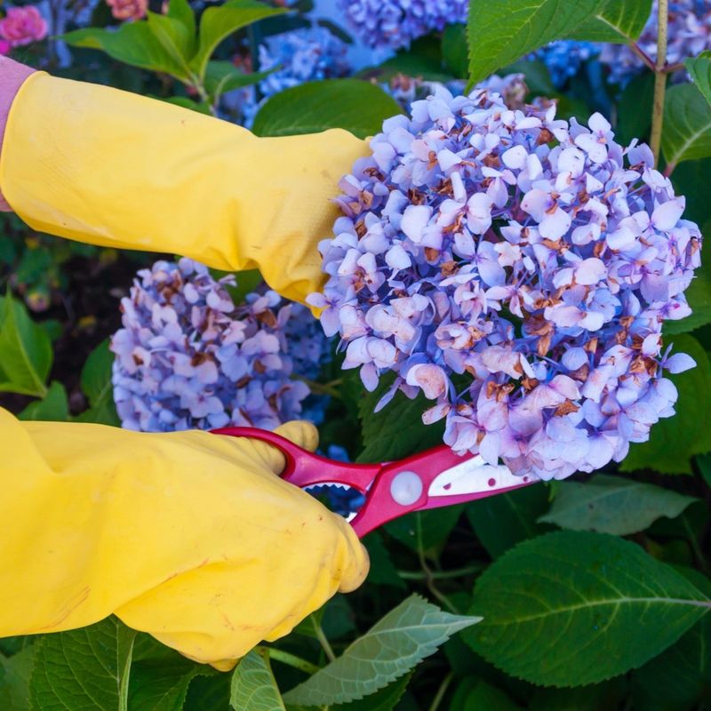 Deadheading Spent Blooms