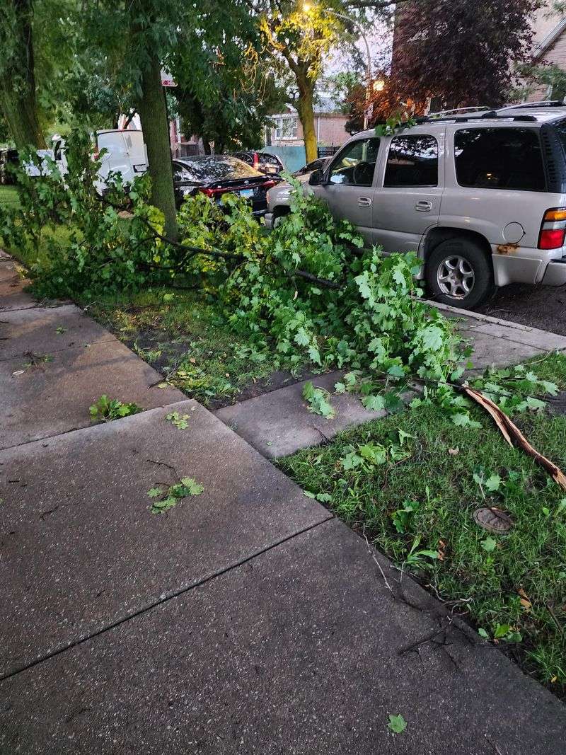 Debris Left Lying On The Grass Blocks Light And Air