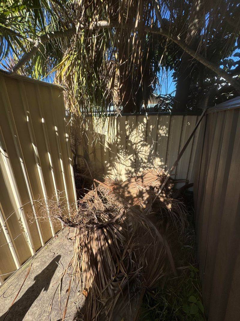 Debris Piles Double As Nesting Sites