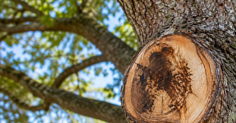 Decay Can Start Behind Topping Cuts Within A Year