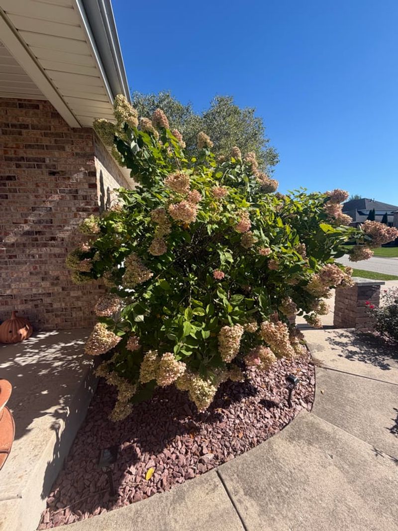 Decaying, Broken, Or Diseased Branches On Any Shrub Decaying, Broken, Or Diseased Branches On Any Shrub
