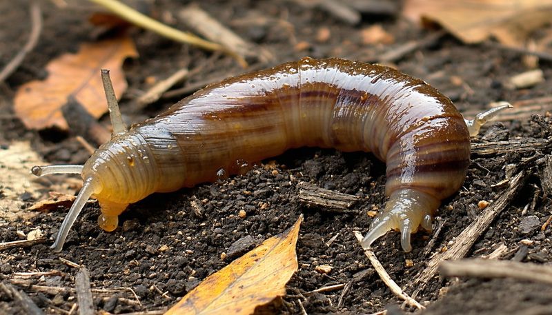 Decaying Mulch Becomes A Food Source