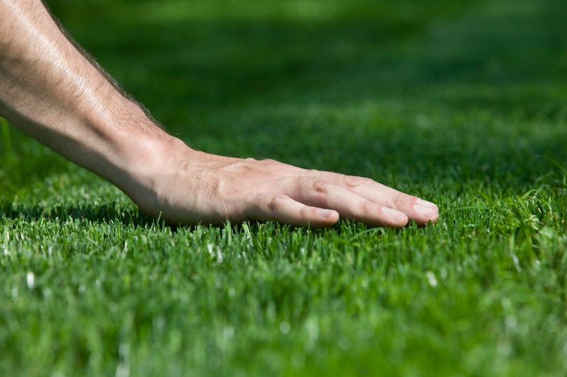 Decide On Overseeding With Ryegrass Decide On Overseeding With Ryegrass