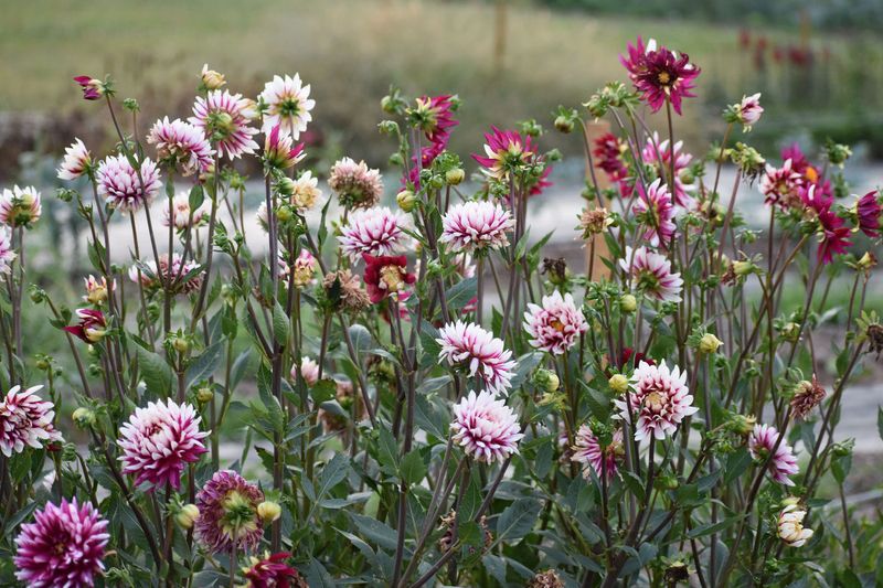 Decide Whether Your Dahlias Need Digging