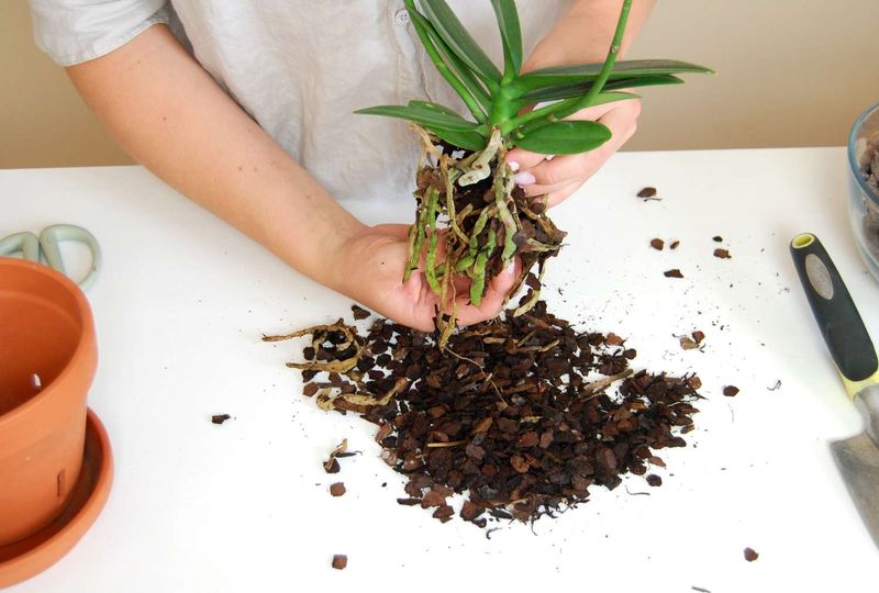 Decomposed Bark Holds Too Much Water, So Refresh It Decomposed Bark Holds Too Much Water, So Refresh It