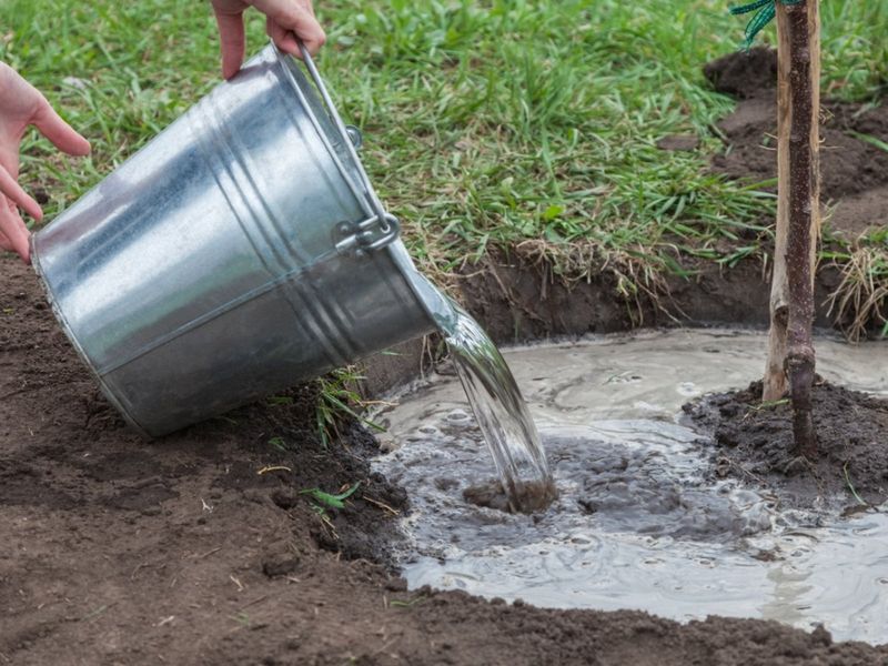 Deep Fall Watering For Thirsty Roots Deep Fall Watering For Thirsty Roots
