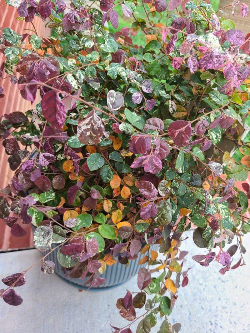 Deep, Occasional Watering Keeps Healthy Plants On Track