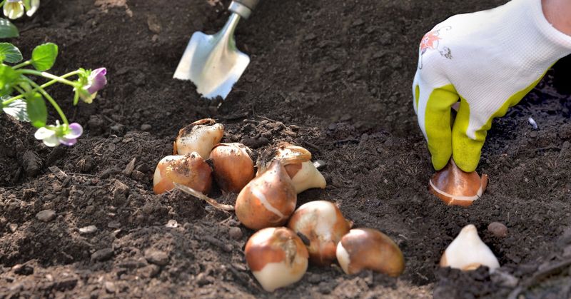 Deep Planting Leads To Stronger Blooms