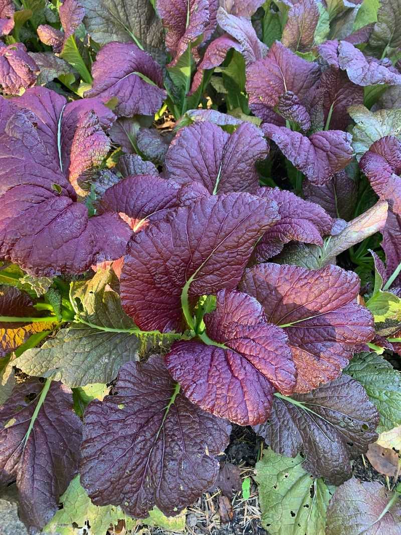 Deep Purple Leaves Bring More Than Color To Fall Garden Beds