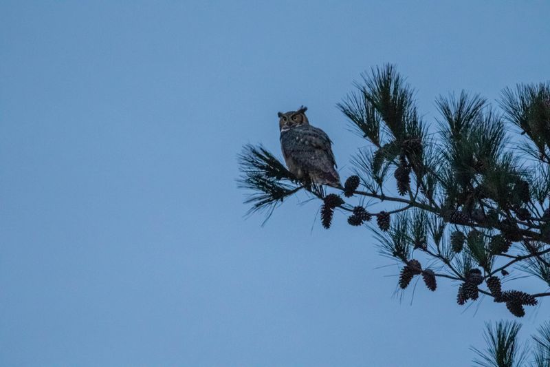 Deep, Rhythmic Hoots Likely Come From A Great Horned Owl