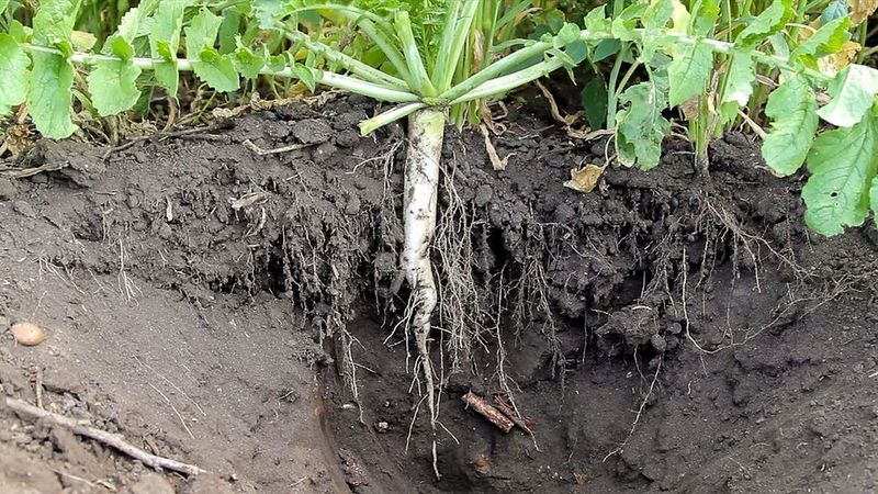 Deep Rooted Cover Crops Break Up Layers Deep Rooted Cover Crops Break Up Layers