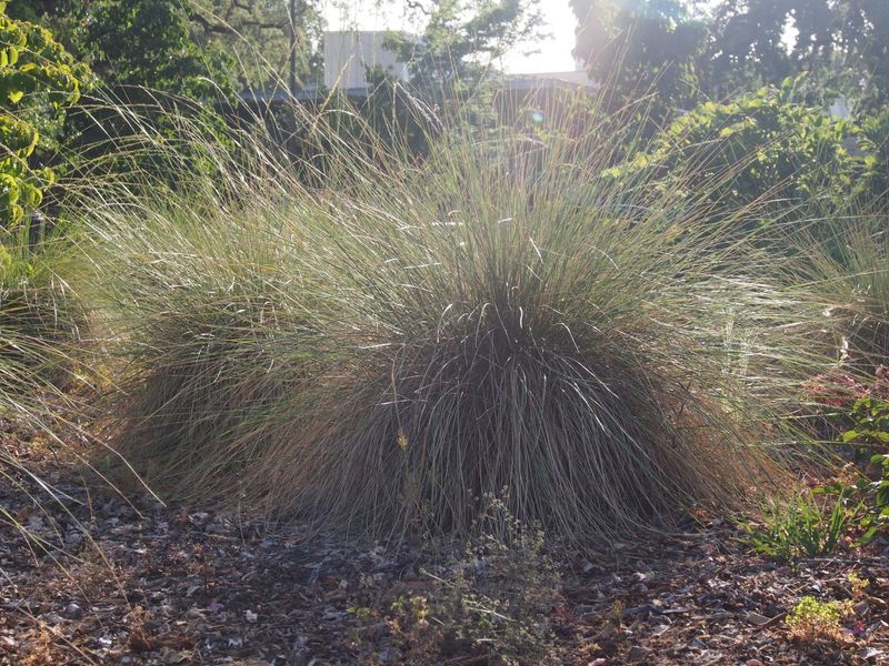 Deep Roots Handle Dry Summers