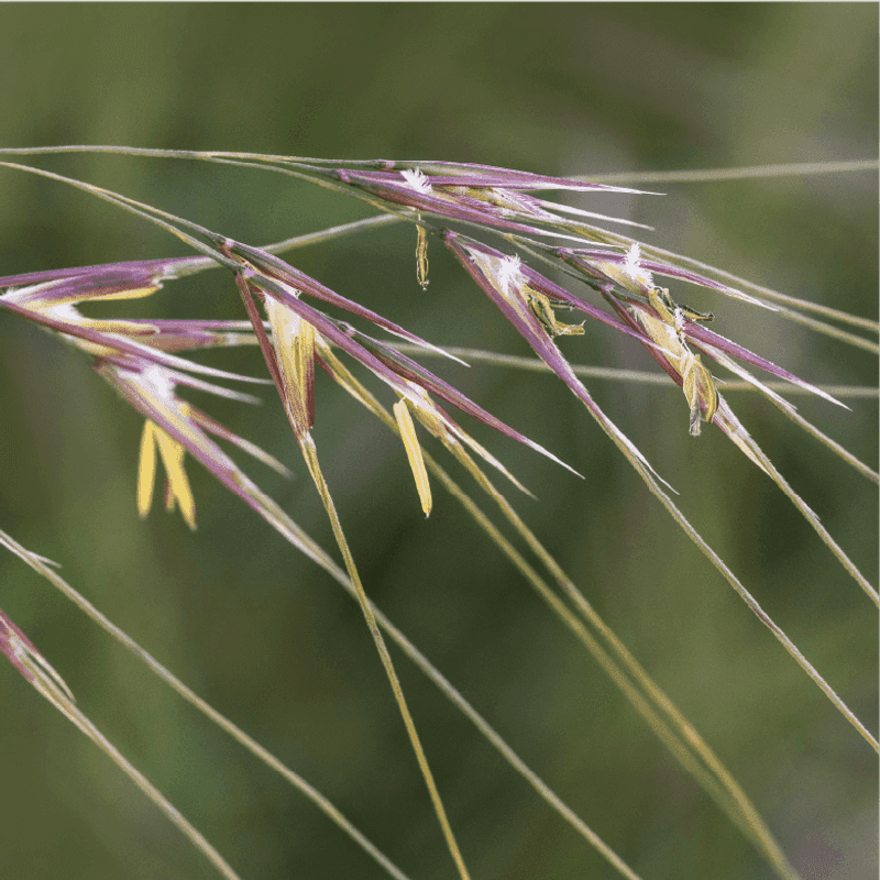 Deep Roots Handle Dry Summers