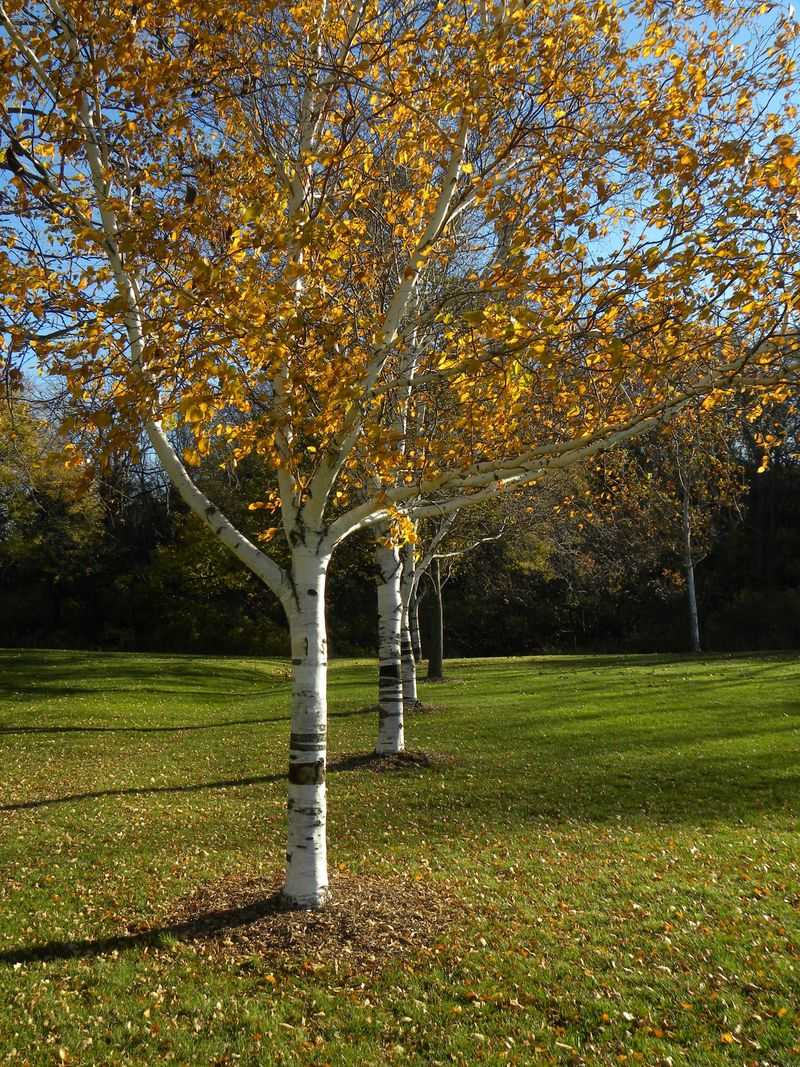 Deep Watering And A Mulch Ring Help Trees Shine Next Fall