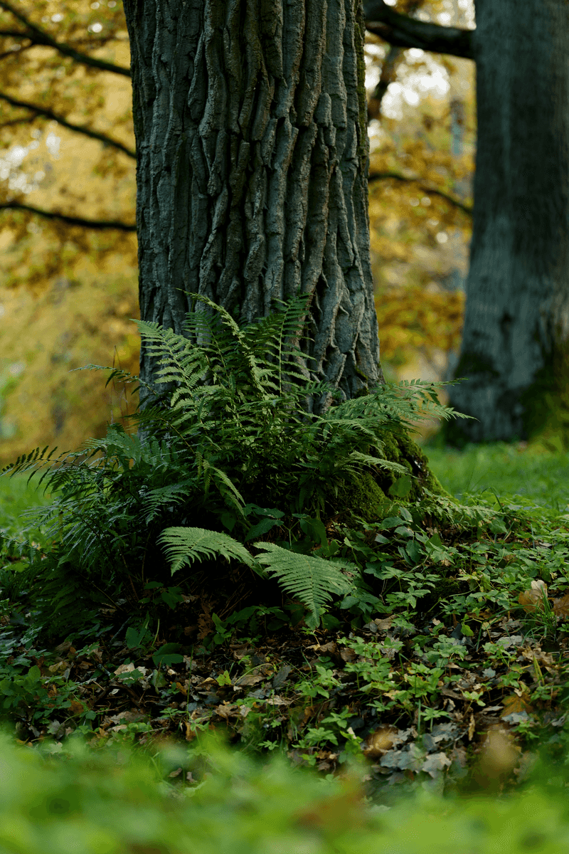 Deep Watering Before The Ground Freezes Helps Fern Roots Deep Watering Before The Ground Freezes Helps Fern Roots