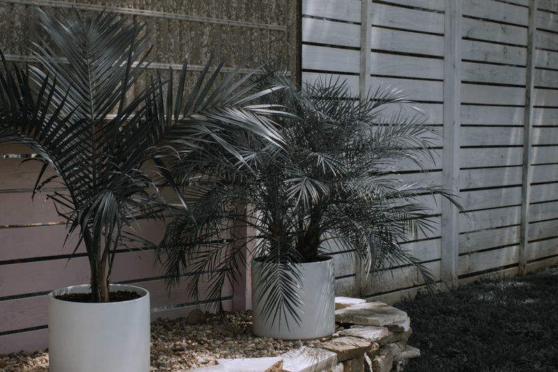 Deep Watering During Dry Spells Deep Watering During Dry Spells