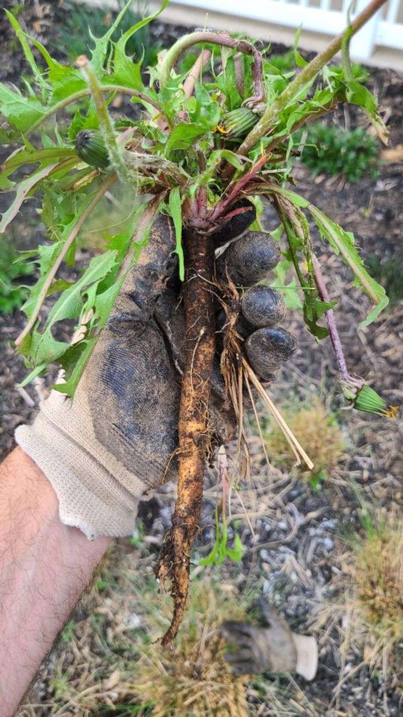 Deep roots do not explain the leaf calcium figure