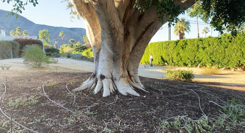 Deep watering must reach the root zone