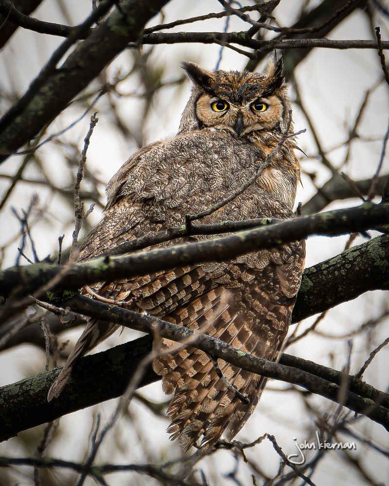 Deeper Hoots From The Smaller Male