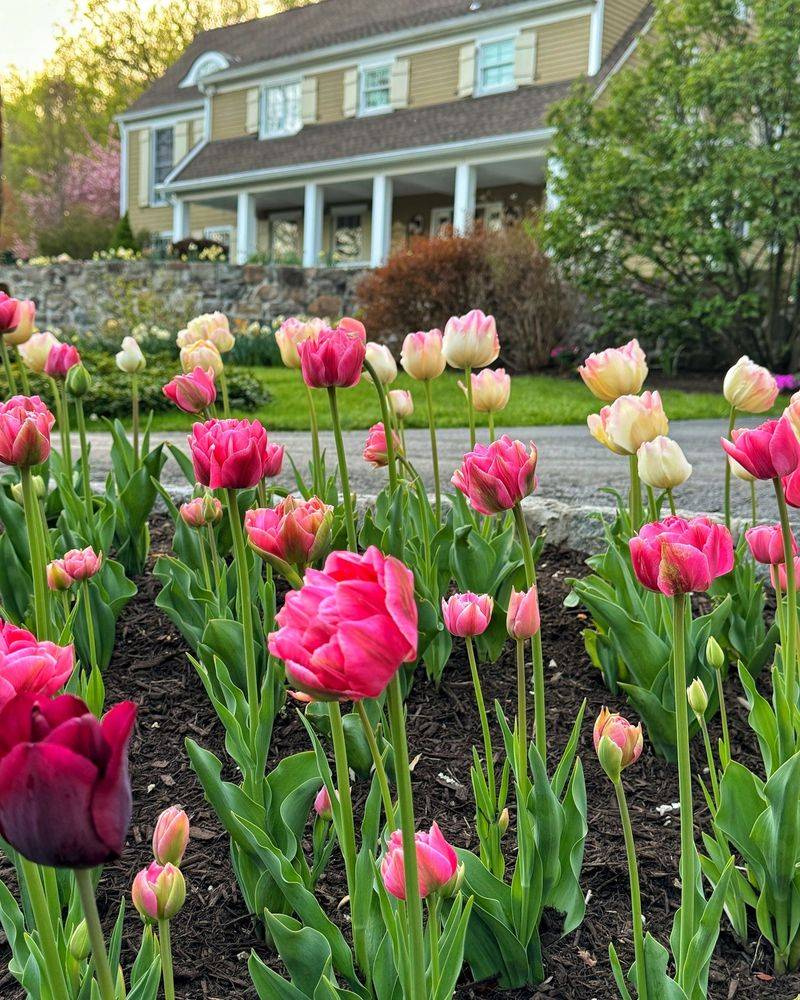 Deeper Planting Helps Tulips Come Back Each Year Deeper Planting Helps Tulips Come Back Each Year