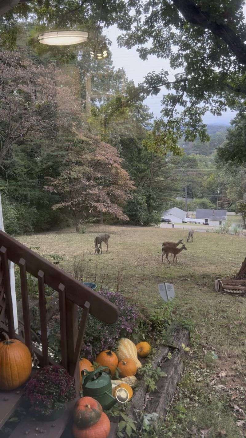 Deer And Turkeys Will Visit More Often Deer And Turkeys Will Visit More Often
