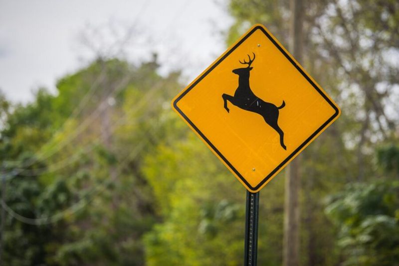 Deer Crossing Signs Mark Real Hot Spots