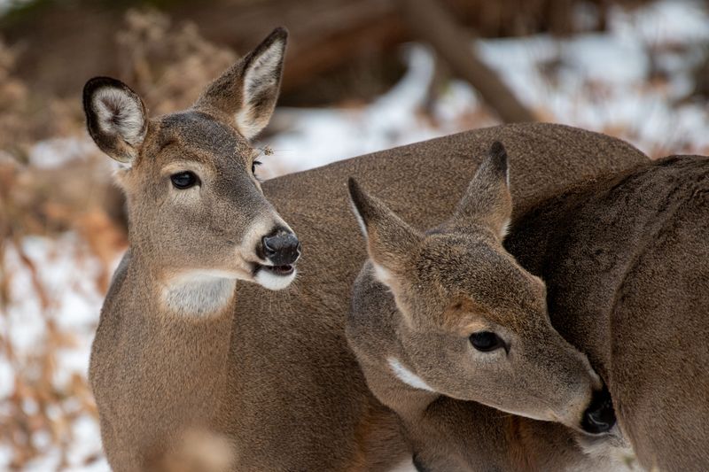 Deer Dining Under The Porch Light