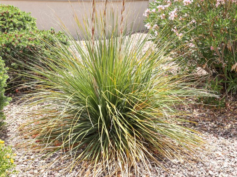 Deer Grass