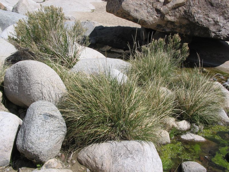 Deer Grass Anchors Soil With Deep Roots Deer Grass Anchors Soil With Deep Roots