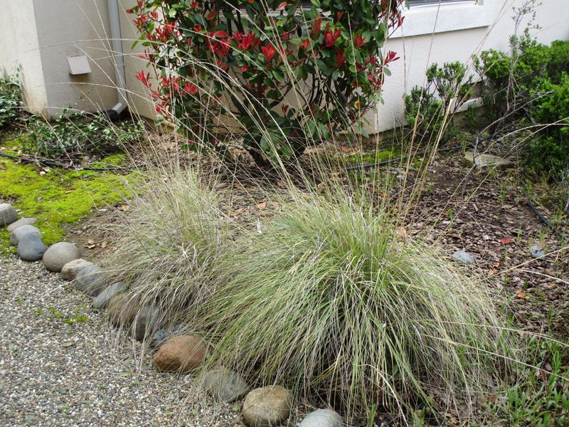 Deer Grass Pushes Fresh Blades Quickly Deer Grass Pushes Fresh Blades Quickly