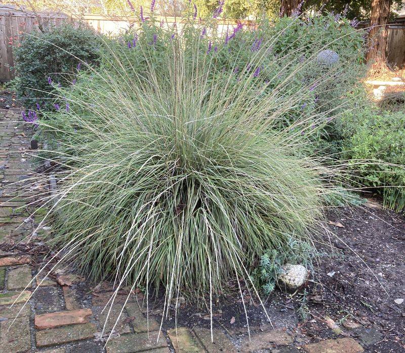 Deer Grass Roots In Before Winter Rain