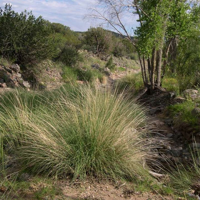 Deer Grass