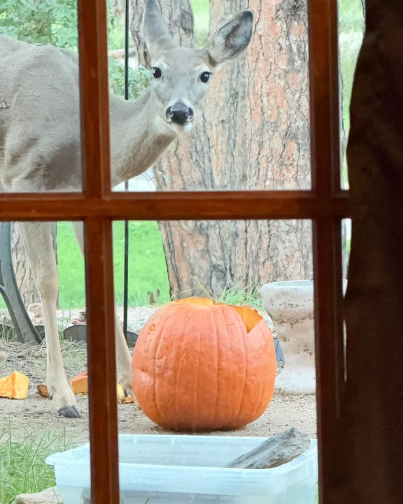 Deer Munch Pumpkins Right Off The Porch Deer Munch Pumpkins Right Off The Porch