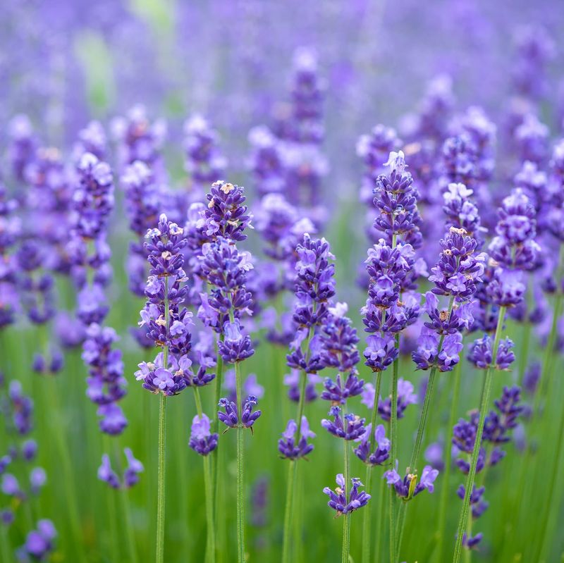 Deer-Resistant Plants Pay Off Long Term Deer-Resistant Plants Pay Off Long Term