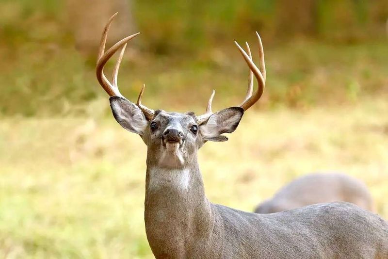 Deer Snort When They Sense Danger