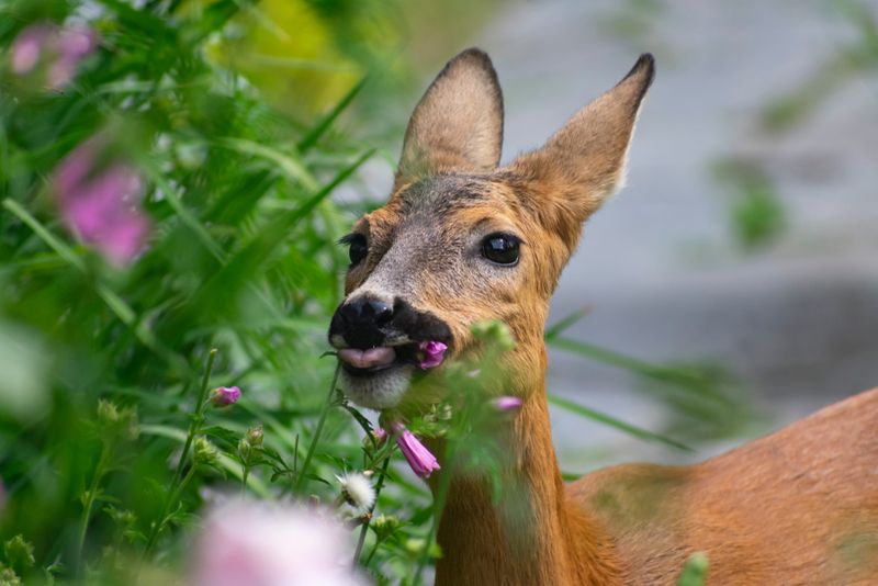 Deer Tend To Skip It In Yards