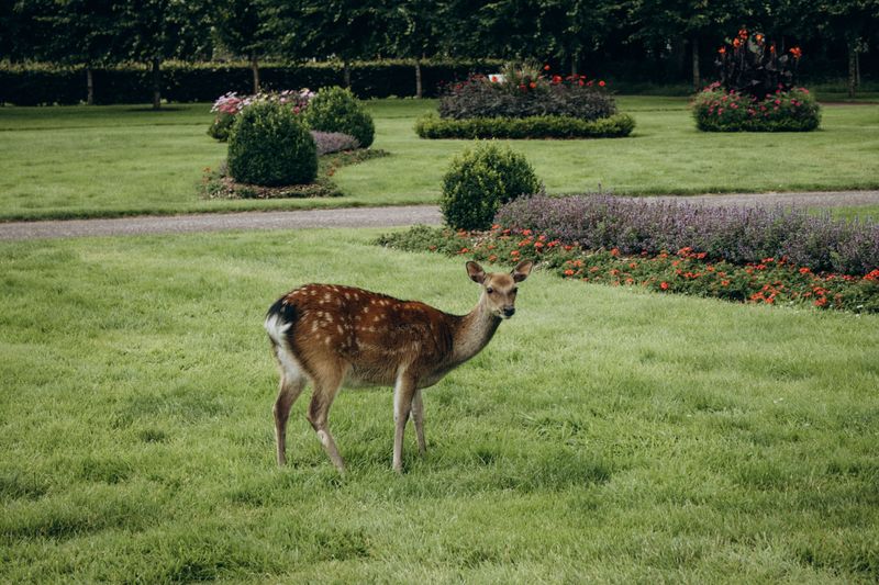 Deer Usually Leave It Alone Deer Usually Leave It Alone