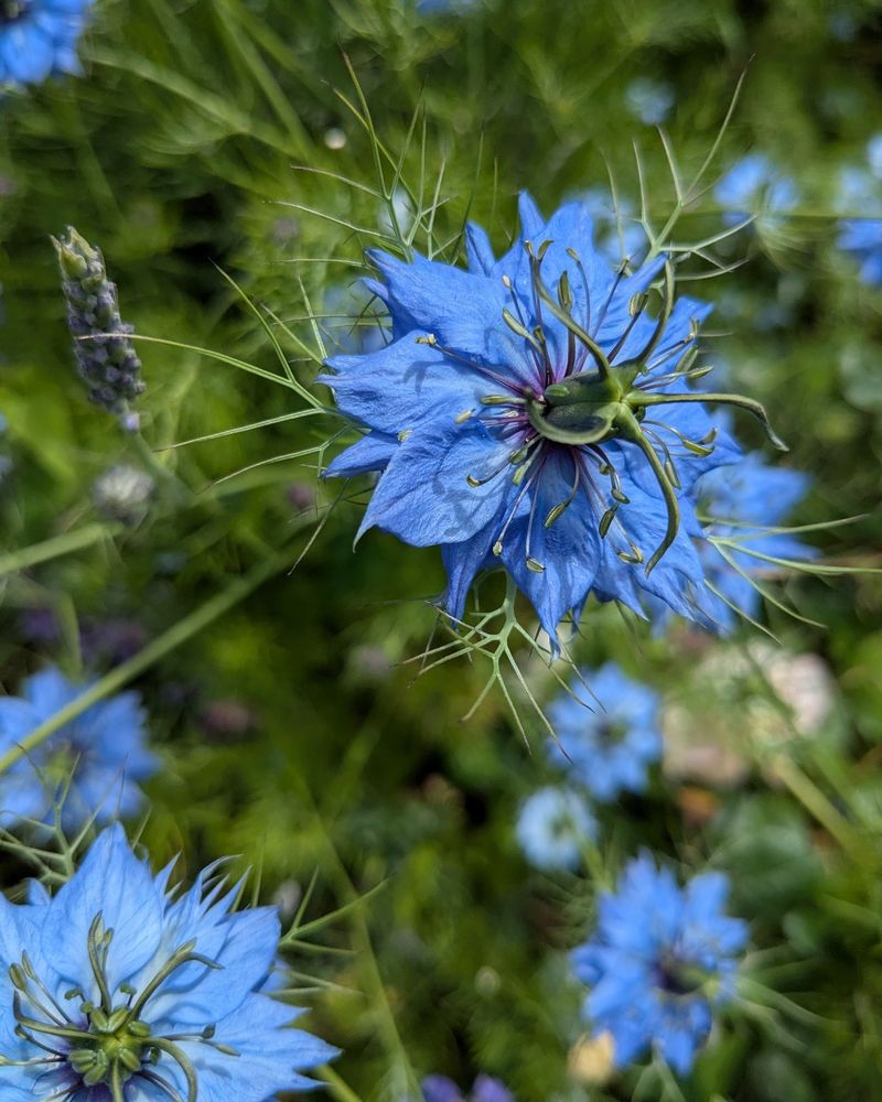 Delicate Blue Flowers Rise Above Fine Fernlike Foliage Delicate Blue Flowers Rise Above Fine Fernlike Foliage