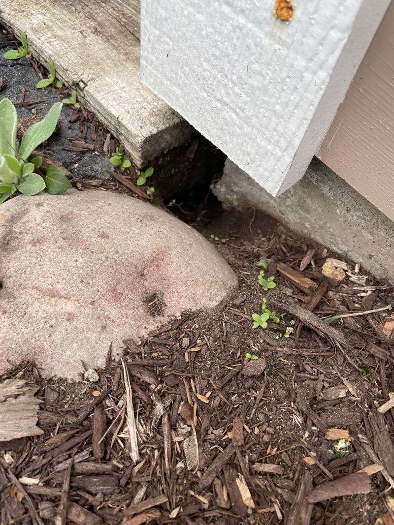 Dens Hide Under Decks And Brush