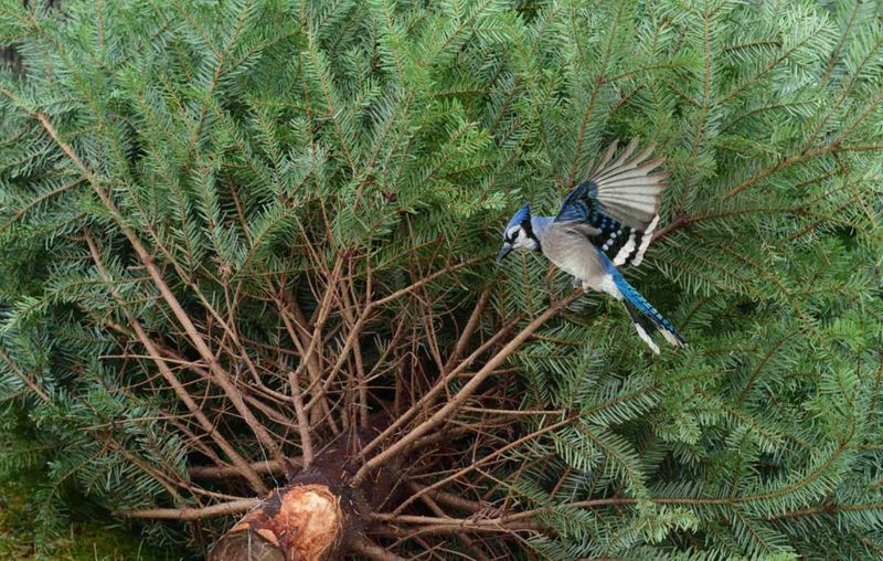 Dense Conifers Help Birds Burn Less Energy
