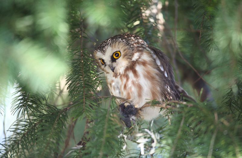 Dense Conifers Make Its Favorite Hiding Spots