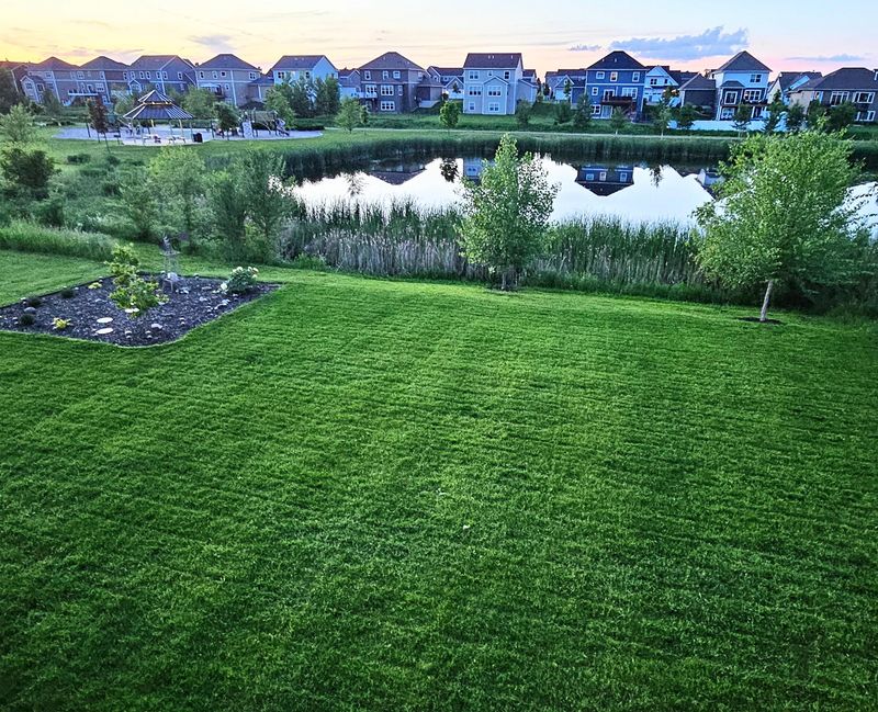Dense, Fall-Fed Turf Crowds Out Seedlings