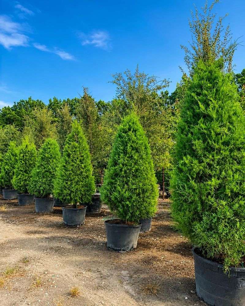 Dense Foliage From The Ground Up Dense Foliage From The Ground Up