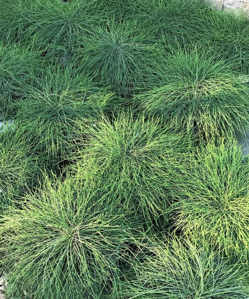 Dense Ground Cover Hides Hidden Highways Dense Ground Cover Hides Hidden Highways