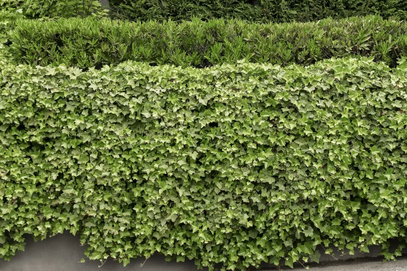 Dense Groundcover Is The Real Culprit